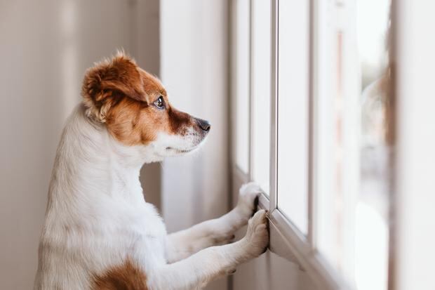 Un perro viendo a través de la ventana. (Foto: Pexels)