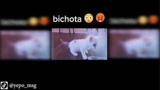 Gatito baila Bichota y enternece redes sociales