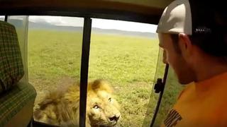 Joven abre la ventana de su auto para acariciar a un león y termina teniendo el susto de su vida