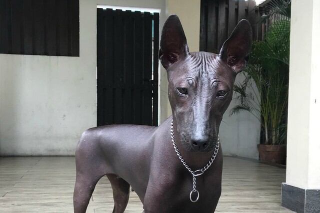FOTO 1 DE 6 | Foto publicada en Twitter que muestra a un can de piel oscura, sin pelo y con la mirada fija dejó bastantes dudas. ¿Es un perro real o una estatua? | Foto: @pipernriley / Instagram (Desliza a la izquierda para ver más fotos)
