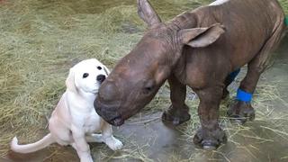 La inesperada reacción de un rinoceronte al toparse con un perro se vuelve viral