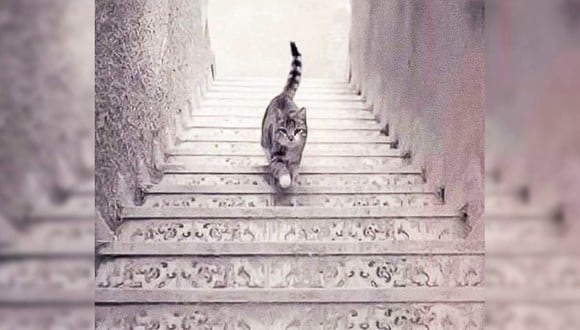 El gato sube o baja las escaleras. Tu respuesta te revelará detalles sobre tu forma de ser. | Foto: imgur