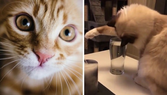 El video del animal tiene miles de reproducciones en Instagram. (Foto: Pexels | @cats_of_instagram | Instagram)