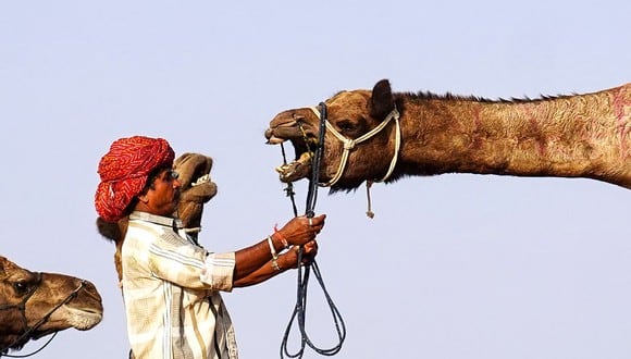 Virus del camello puede ser leve hasta mortal (Foto: AFP)