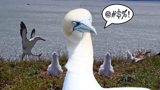 Albatros en Nueva Zelanda se estrelló de cara contra al suelo en hilarante video viral de YouTube