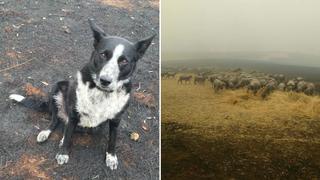 Perrita salva a un rebaño de ovejas de morir en los incendios forestales de Australia