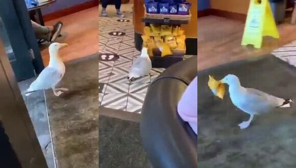 Un video viral muestra a una gaviota robando a plena luz del día un paquete de comida de un establecimiento. | Crédito: @ziyatong / Twitter.