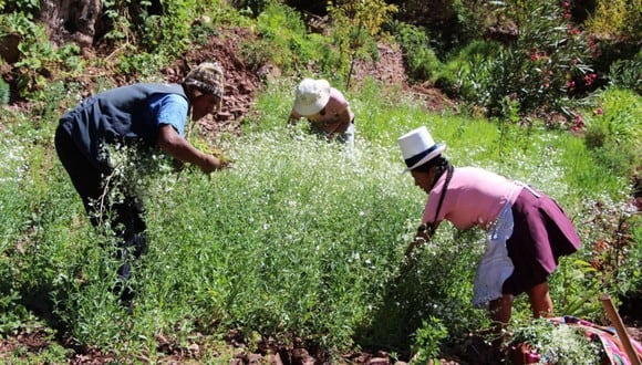 El bono rural consistirá en S/ 760 soles que recibirán alrededor de 1 millón de familias de las zonas rurales del país (Foto: Andina)