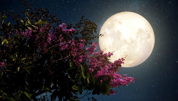 Luna de las Flores: qué es y qué día podrá observarse en el cielo. (Foto: Jakkapan Jabjainai / EyeEm)