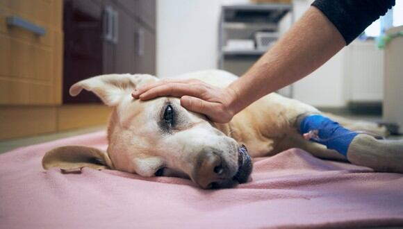 El resfrío en las mascotas podría terminar siento letal (Foto: ¡Stock)