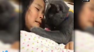 Viral: gatito se desespera por consolar lágrimas de niña