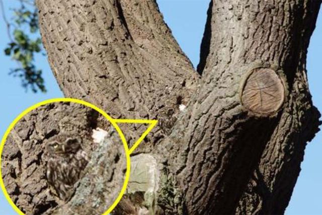Aquí te dejamos la solución al desafío viral.  El búho está muy bien camuflado y se encuentra en medio del árbol.  Foto: PAUL BEECH / Kennedy News