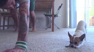 Panchino, el adorable perro chihuahua que te contagiará las ganas de practicar yoga