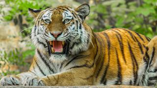 El video viral del ‘blooper’ de un tigre mientras caminaba sobre un estanque congelado