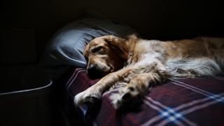¡Importante! Estudio revela si dormir con tu perro es perjudicial para tu salud 