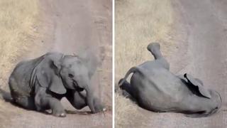 Bebé elefante conmueve a miles en las redes con un singular ‘berrinche’ 