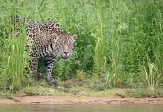 La increíble pelea entre un jaguar y un caimán que conmocionó las redes sociales