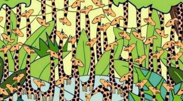 ¿Puedes ver a la serpiente entre las jirafas de la imagen viral en redes sociales? (Difusión)