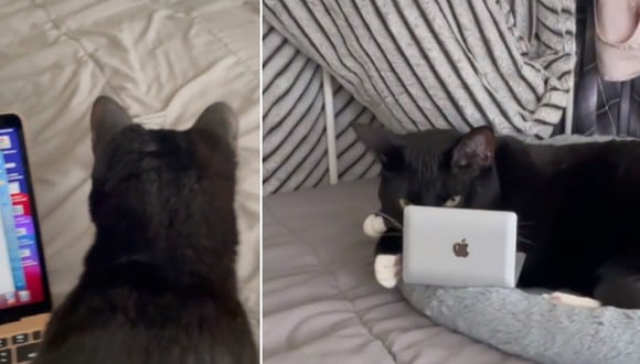 Joven aplica un peculiar truco para que sus gatos se mantengan alejados de ella cuando usa su laptop. (Foto: @winifredandyara / TikTok)