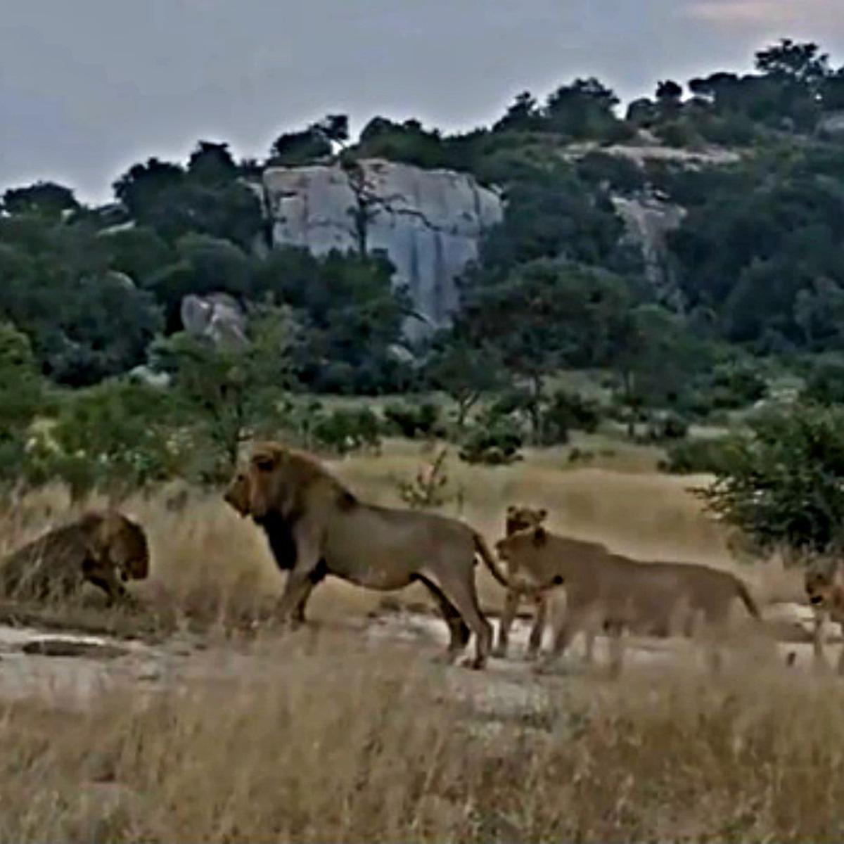 Facebook viral | Así es como el líder de una manada de leones expulsa a uno  más joven | Video | Sudáfrica | nnda nnrt | OFF-SIDE | DEPOR