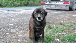 La reacción que tuvo un perro abandonado al recibir caricias después de mucho tiempo