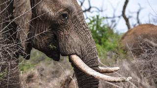 Video viral de elefante que ‘trepó' un muro para comer unos mangos es tendencia