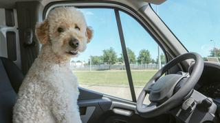 En EEUU, un conductor ebrio cambió de asiento con su perro para liberarse de ser arrestado