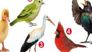 ¿Cuál de los pájaros te gusta? Descubre qué te hace tan especial en este test de personalidad