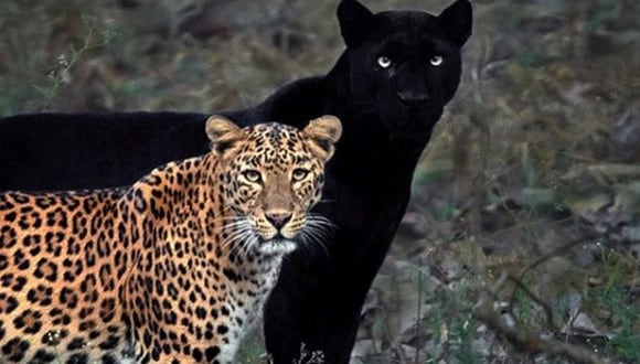 La foto de la pantera negra y un leopardo ha generado gran impacto en miles de usuarios. (Foto: mithunhphotograhy / Instagram)