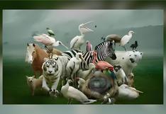 Descubre quién eres en realidad según cuántos animales veas en este test visual