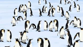 Ponte a prueba: encuentra los cuatro pingüinos con sombrero en la imagen 