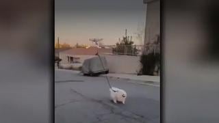Un ejemplo para el mundo: pasea a su perro en dron y evitar salir de su casa en la cuarentena [VIDEO]