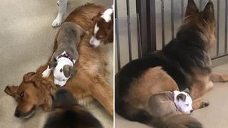 Cachorra se hace amiga de los perros más esponjosos de guardería canina para dormir la siesta sobre ellos
