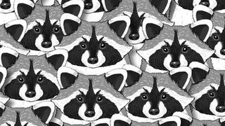 Abre esos ojos: encuentra al panda entre los mapaches del reto visual cuanto antes [FOTO]