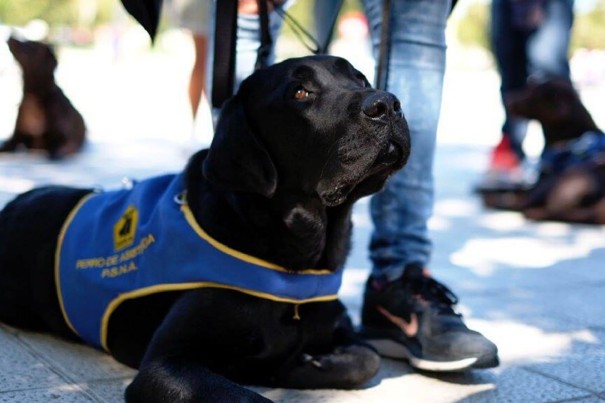 El caso de 'Pocahontas' desató la indignación de muchos en España luego de que su cuidador denunciara que la labradora negra había sido robada cuando paseaba con ella. (Foto: Fundación Bocalán del Perro de Ayuda Social en Facebook)