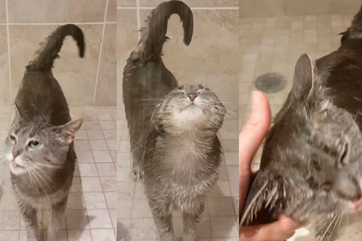 Foto 1 de 3 | El gatito dejó en claro que disfruta mucho tomar un baño con agua caliente.| Foto: Maycon Ronaldo Villar / Facebook. (Desliza hacia la izquierda para ver más imágenes)
