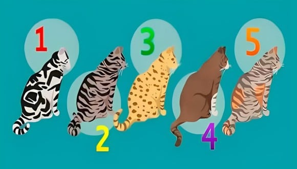 Elige uno de los gatos en este test visual y descubre qué te hace feliz (Foto: GenialGuru).
