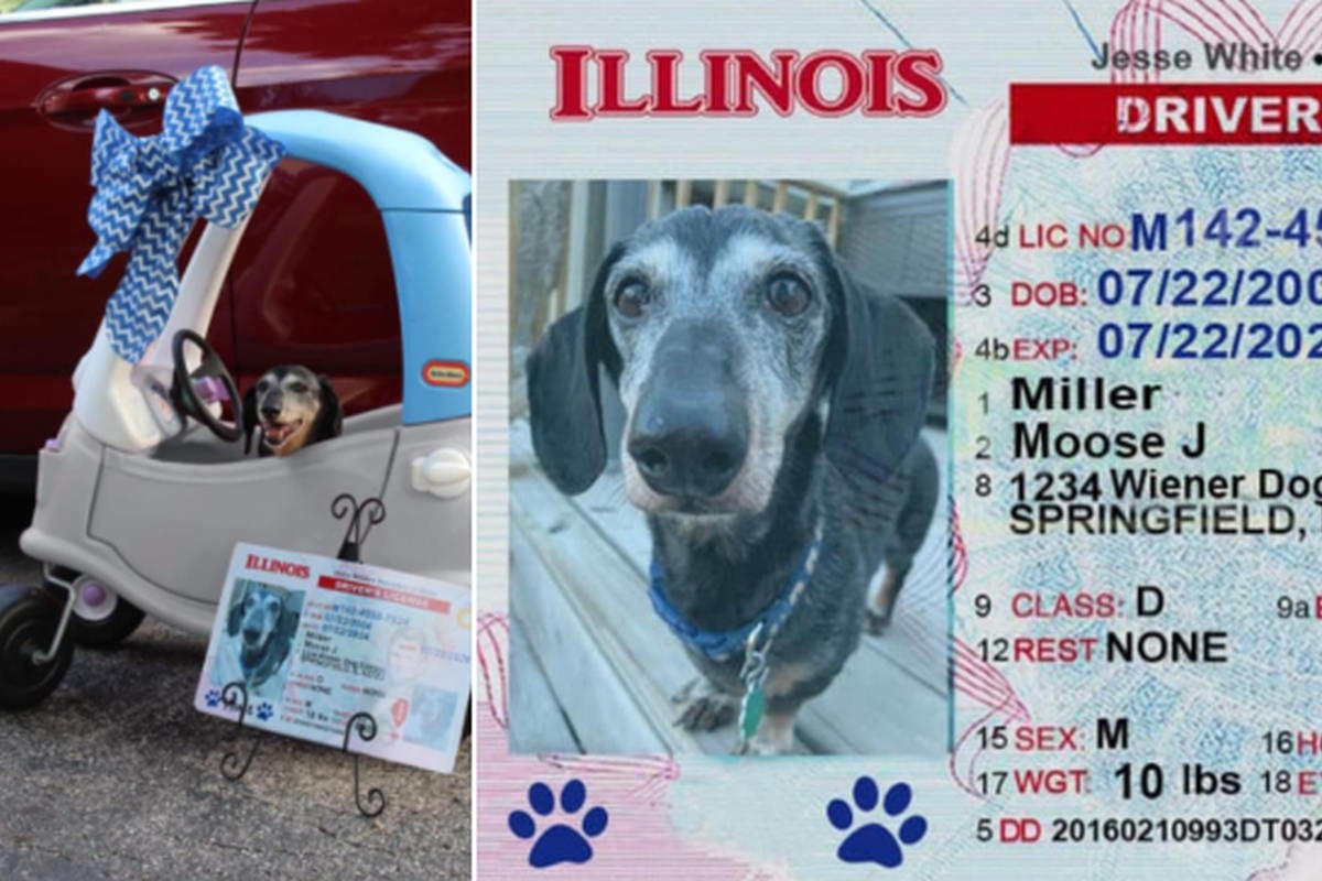 Foto 1 de 3 | El perro posó ante la cámara de su propietaria dentro de un carro de juguete y con su ‘licencia de conducir’ a un lado. | Foto: Allie Miller / Facebook. (Desliza hacia la izquierda para ver más fotos)