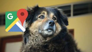 ¿'Perrovaca' revive? Google Maps te muestra a 'Olga', la mascota querida de la UNMSM
