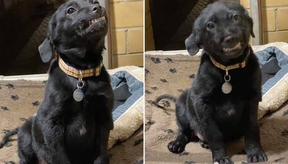 Un adorable Labrador retriever se robó los corazones de todos por su estrategia para conseguir un nuevo hogar. (Foto: Humane Society of Northwest Louisiana en Facebook)