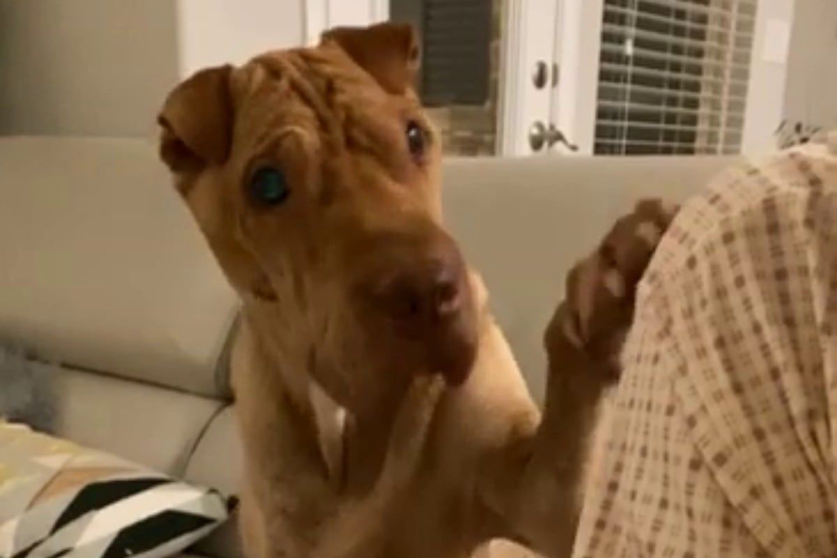Un video viral muestra cómo un perrito pide a su dueña que le invite un poco de lo que come con tanto gusto. (Fotos: ViralHog en YouTube)