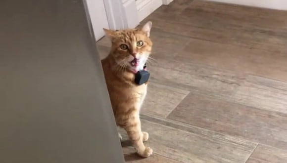 Un video viral protagonizado por un adorable gato parlanchín desató reacciones de todo tipo en las redes sociales. | Crédito: @gambino_911