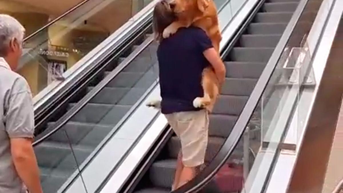 VIDEO VIRAL | Perro escaleras eléctricas cargado como si fuera un | Facebook | Estados Unidos | USA | EEUU | Mascotas | Fotos | Dogs | OFF-SIDE | DEPOR