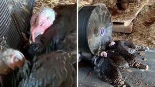 Unos pavos deciden refrescarse con un ventilador y todos quedan fascinados