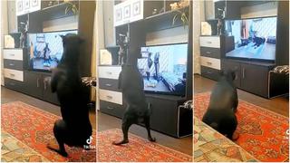 “Quiero sentir tu cuerpo juntito...”: reacción de perrito al ver a otro can entrenando por TV es viral [VIDEO]