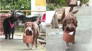 Lo que hace la cuarentena: Eros, el perro ‘delivery’ que es viral en Colombia por su labor ante el COVID-19