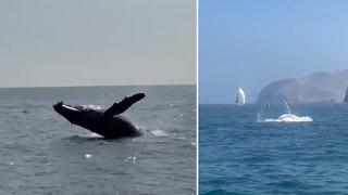 Video viral: Navegantes se cruzan con una ballena en el Callao y quedan maravillados 