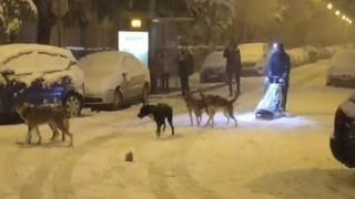 ¿Es Papá Noel? Hombre es viral por pasear a sus mascotas con trineo [VIDEO]