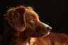 Conoce a Snoop Dog, el perrito que llegó al refugio con mortal tumor y se salvó de milagro