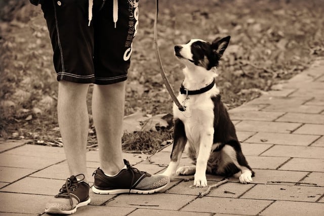 Una mujer descubrió la inaudita relación entre su cónyuge y su perro al revisar una cámara que escondió en casa. (Foto: Pixabay/Referencial)